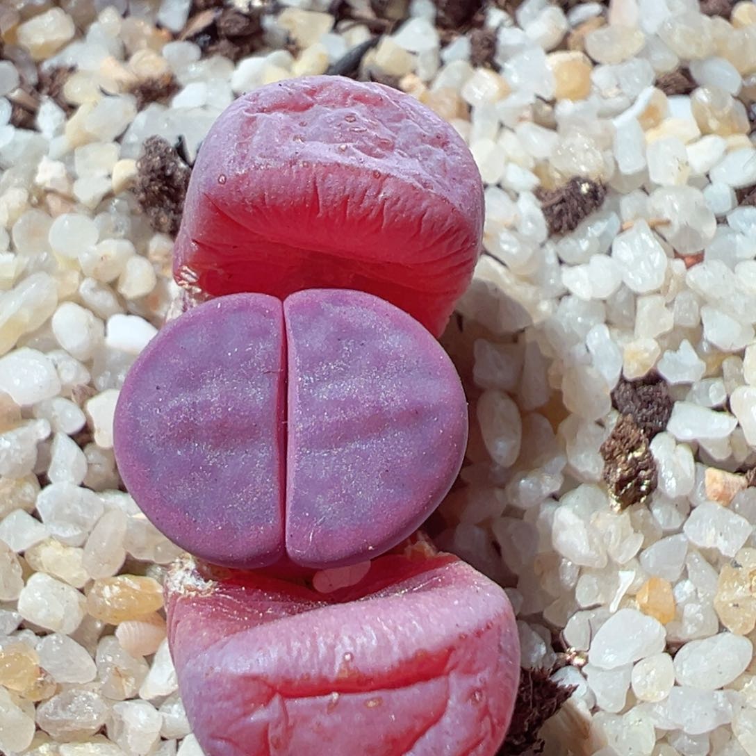 212-590多肉阿克玫瑰