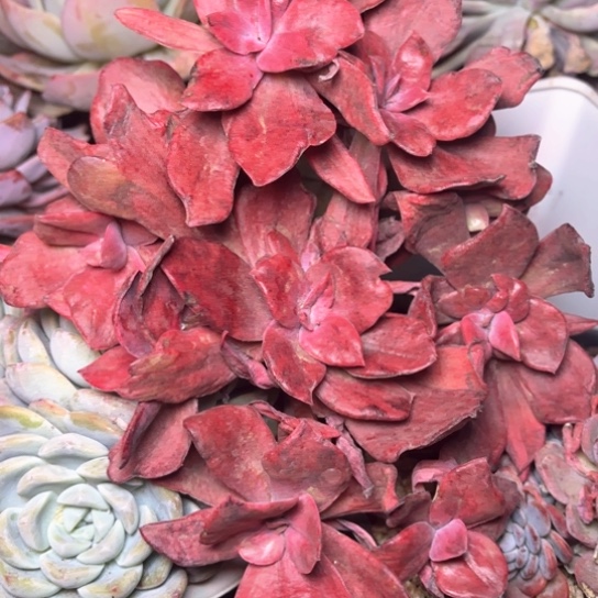 丽*梦多肉植物的植物