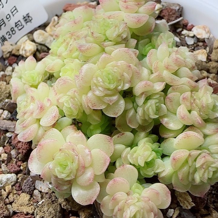 【闪购商品】0609-134（ht-8）