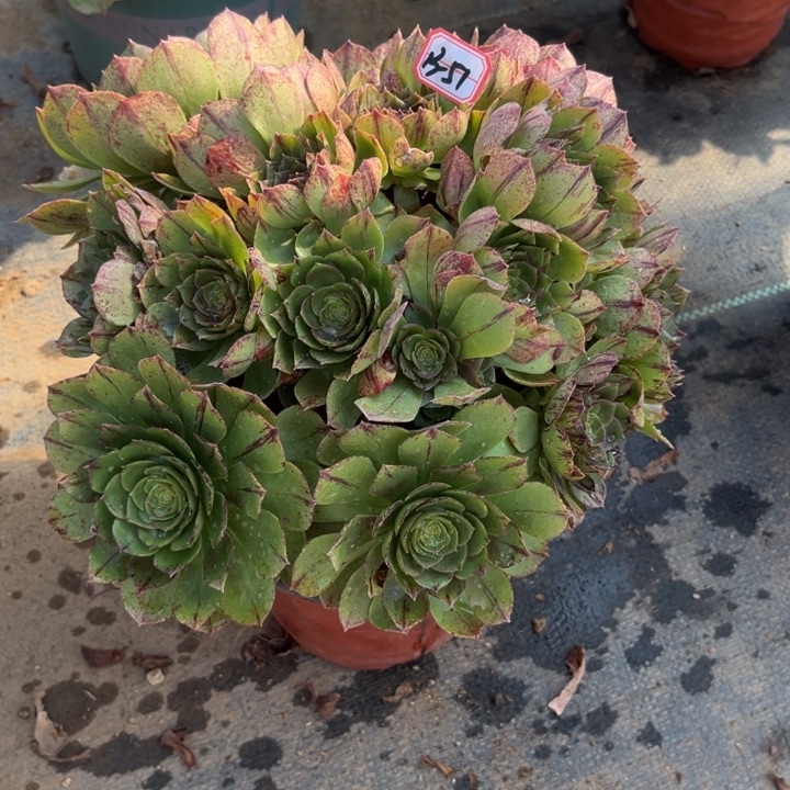 13-51拉丝朵朵多肉植物