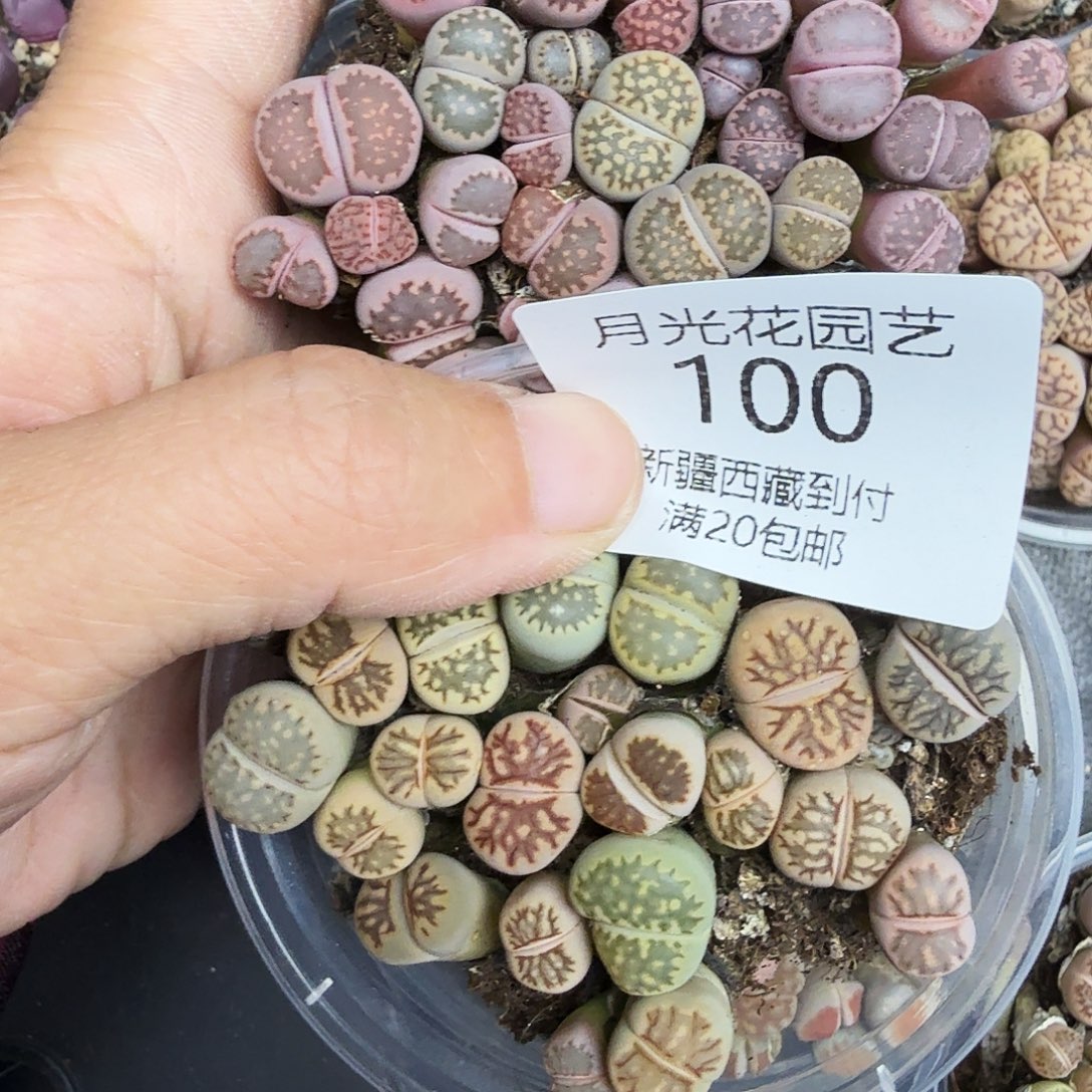 好看我好期待的电影哦这100哈哈