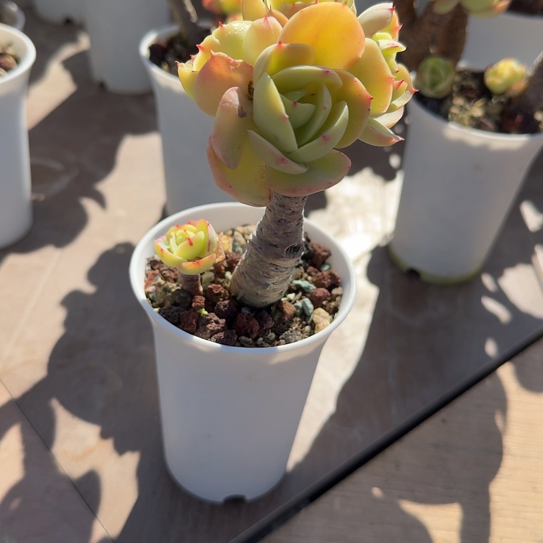 森****鸡蛋碧桃多肉植物一颗