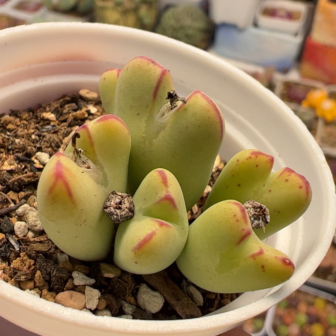 533多肉植物百科