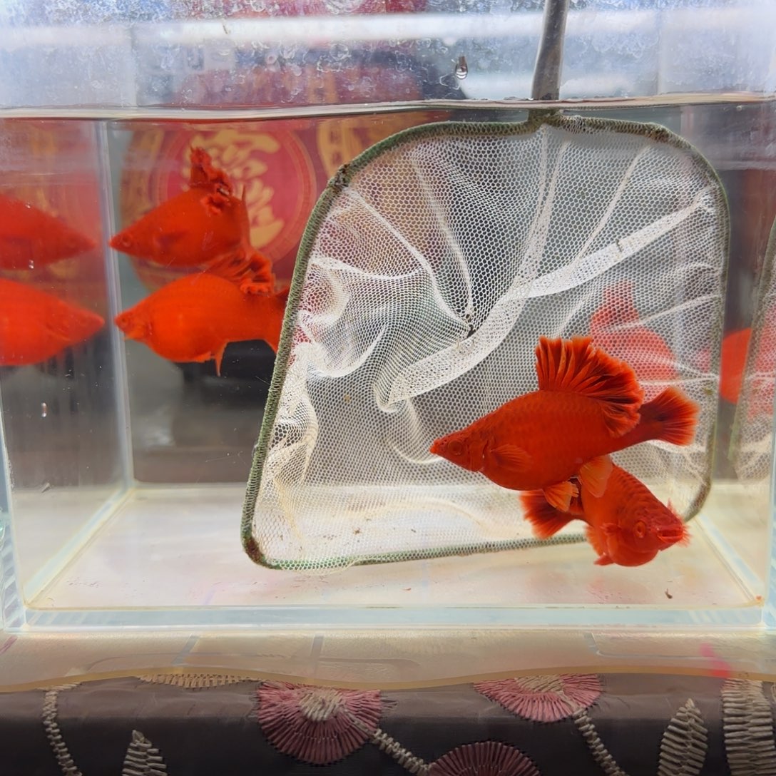 红剑鱼2条球体爆绒紫鳞种母