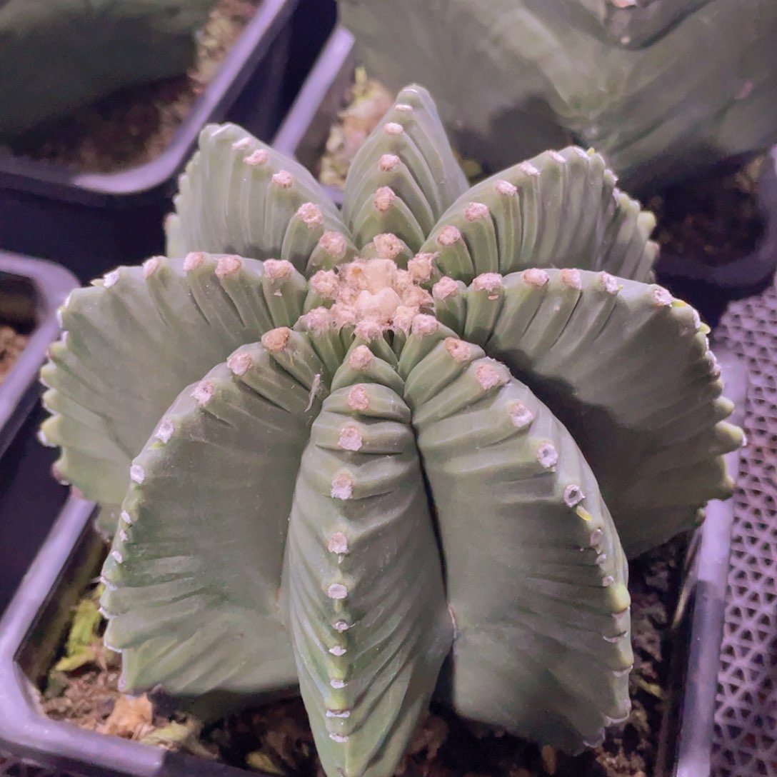 077实生根八棱龟甲鸾凤玉，14.5