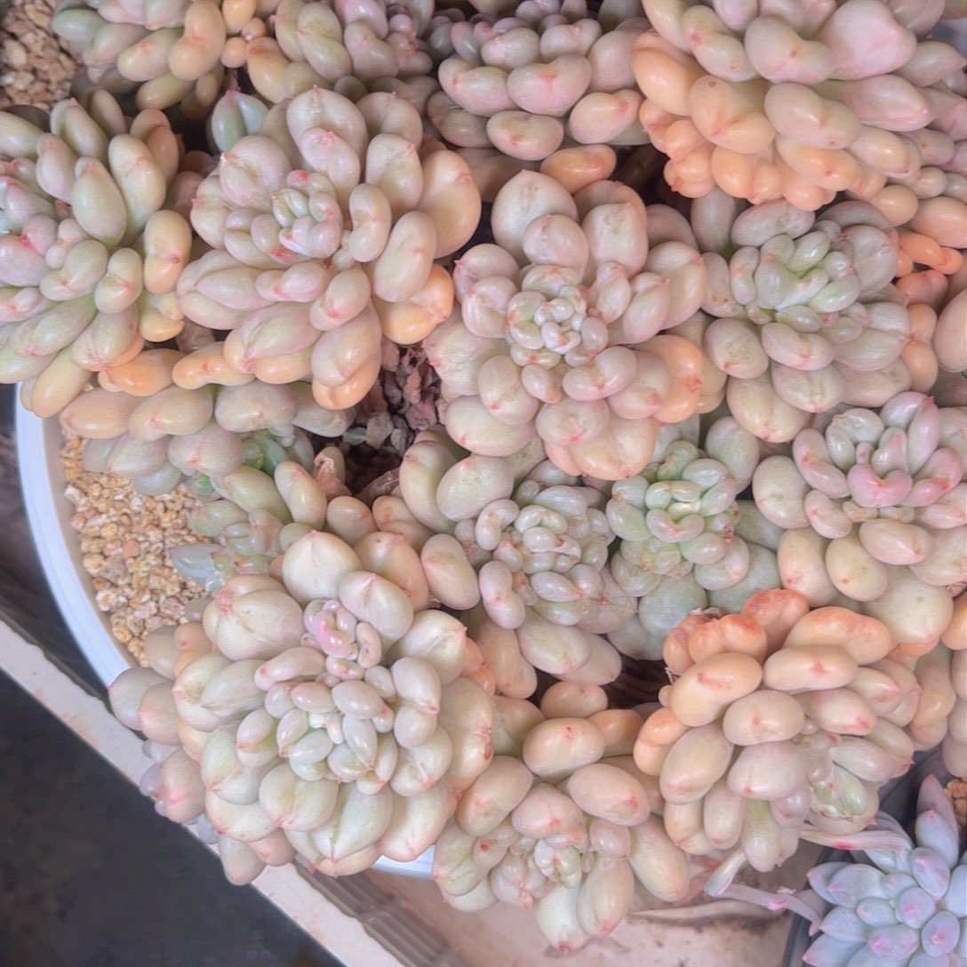 春****?多肉植物保护研究所