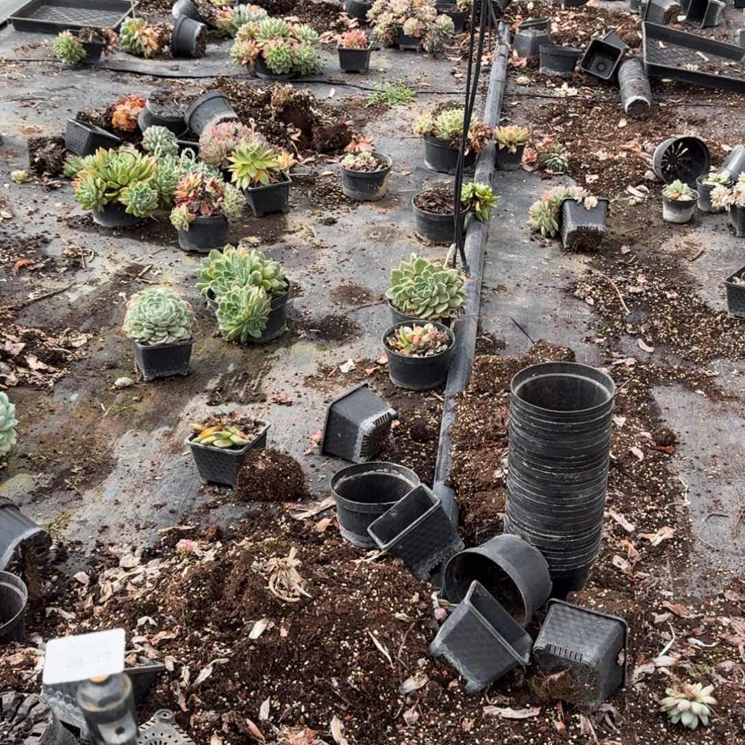 28-17麦秆五号箱子一箱子量拍