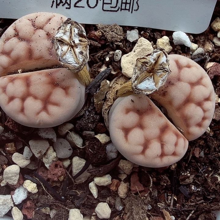 我们一起看电视的472好