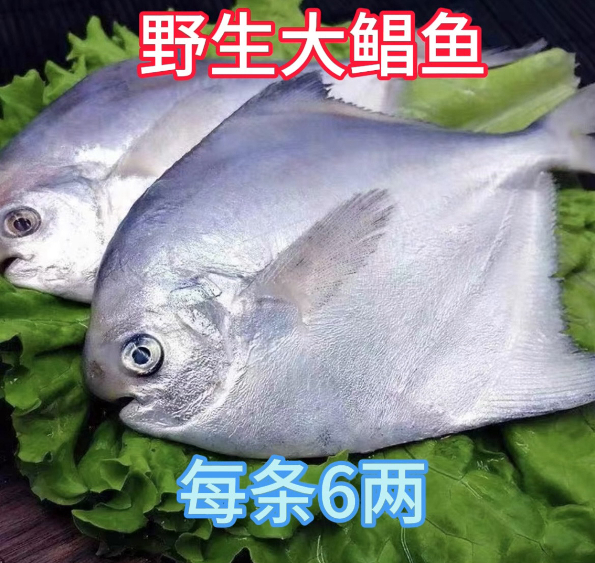 冰鲜 银鲳鱼 6两一条（到手6条）液氮锁鲜发货