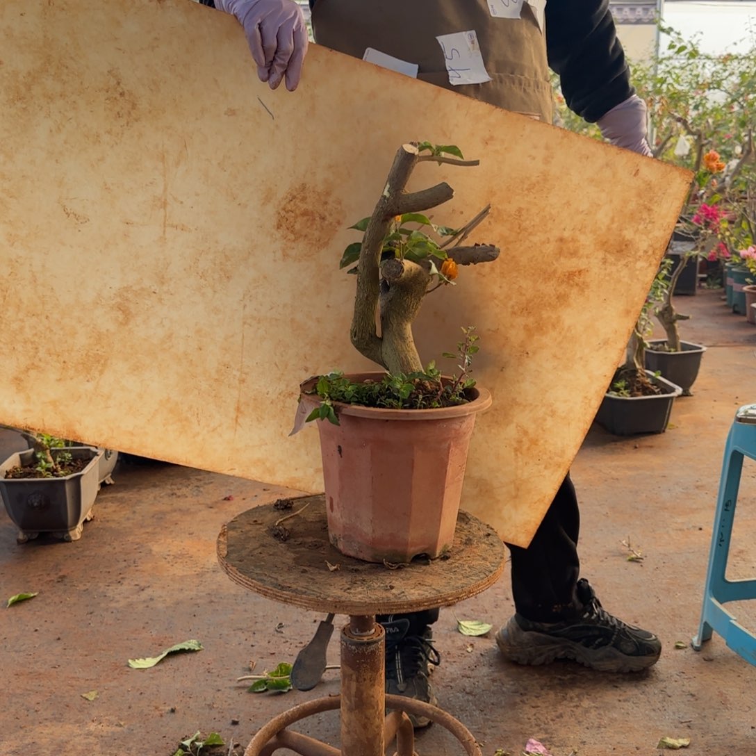 大部分开放少量花苞柠檬黄 42脱