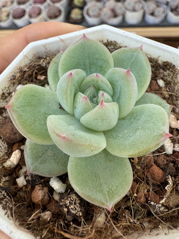 满9.9包邮 雪花珍妮多肉植物