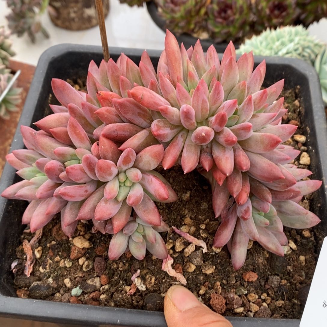 水晶球缀化多肉多肉201