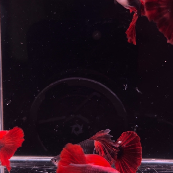 R***n孔雀鱼菊花帆折扇2对