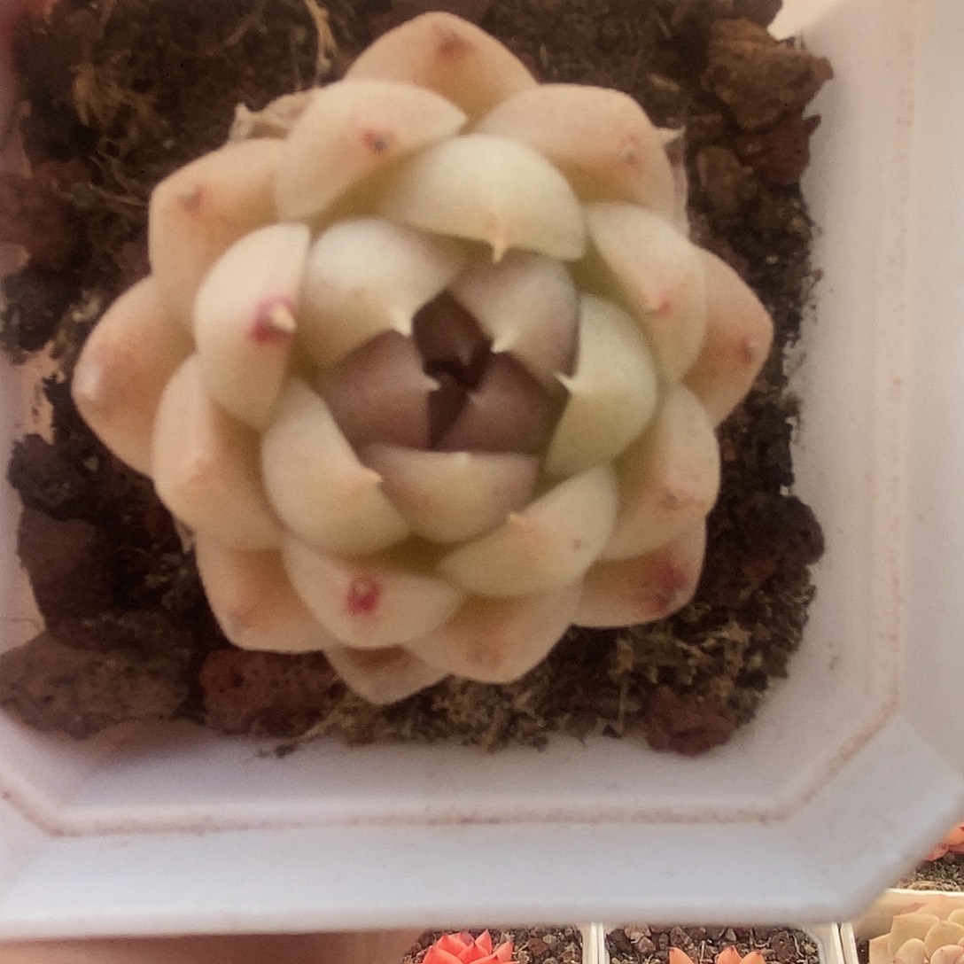 可爱肉肉喜欢拍222