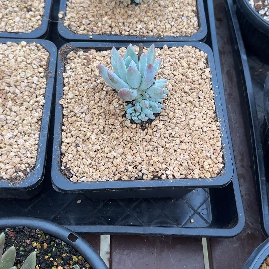无花朵简*。凯普顿群生带缀化