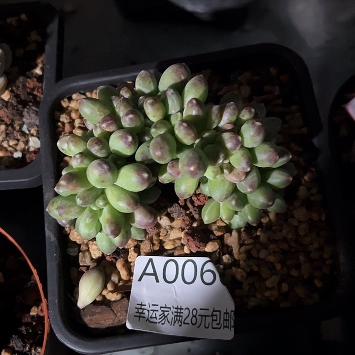 幸运的是我的朋友