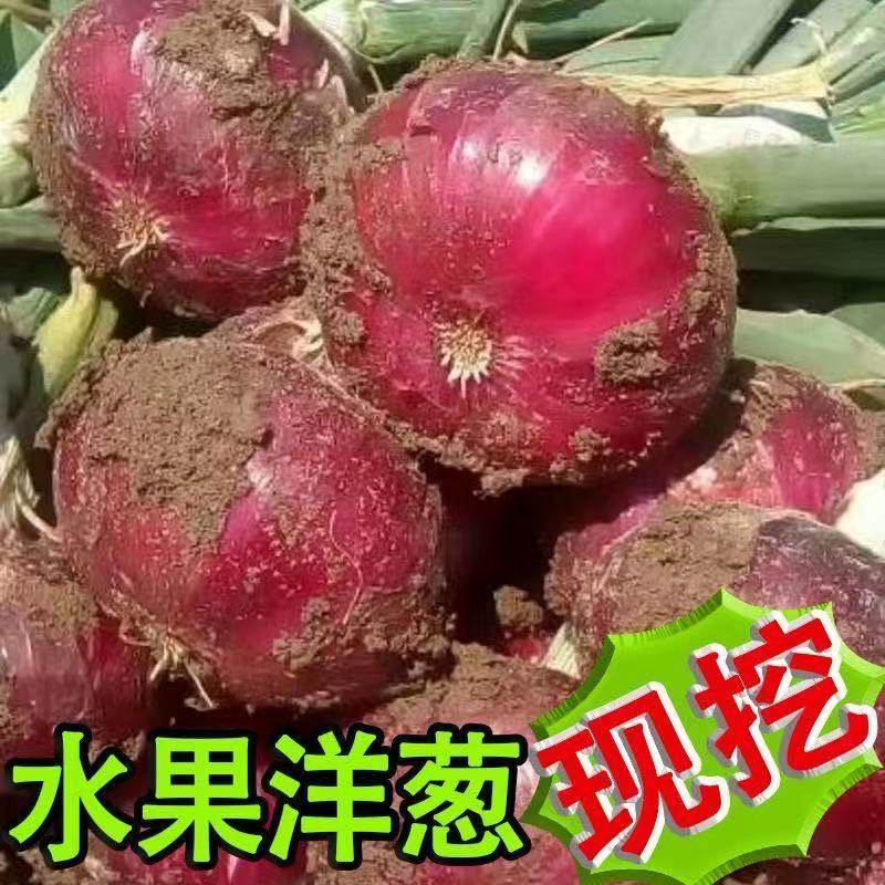 农家新鲜现挖紫皮水果洋葱汁多鲜美生吃脆爽