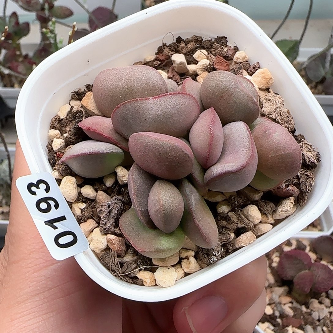 白肌红蛋多肉水泡
