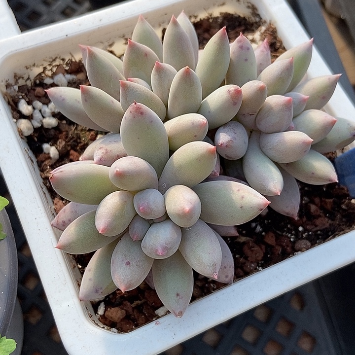 多肉植物所罗门533多肉