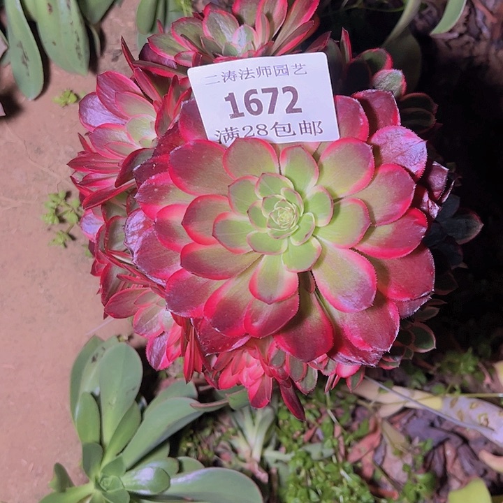 1672黑魔锦多肉植物无根