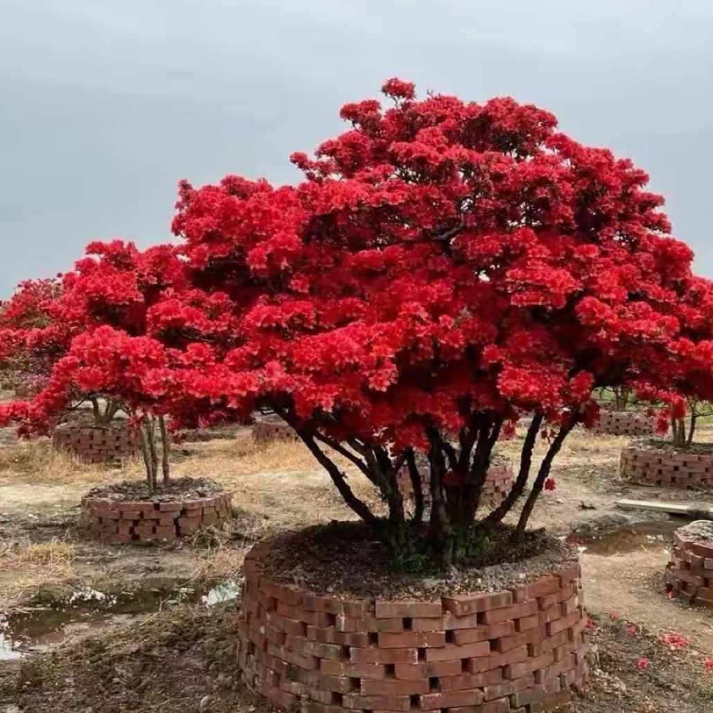 各种规格映山红 直播间一物一拍 