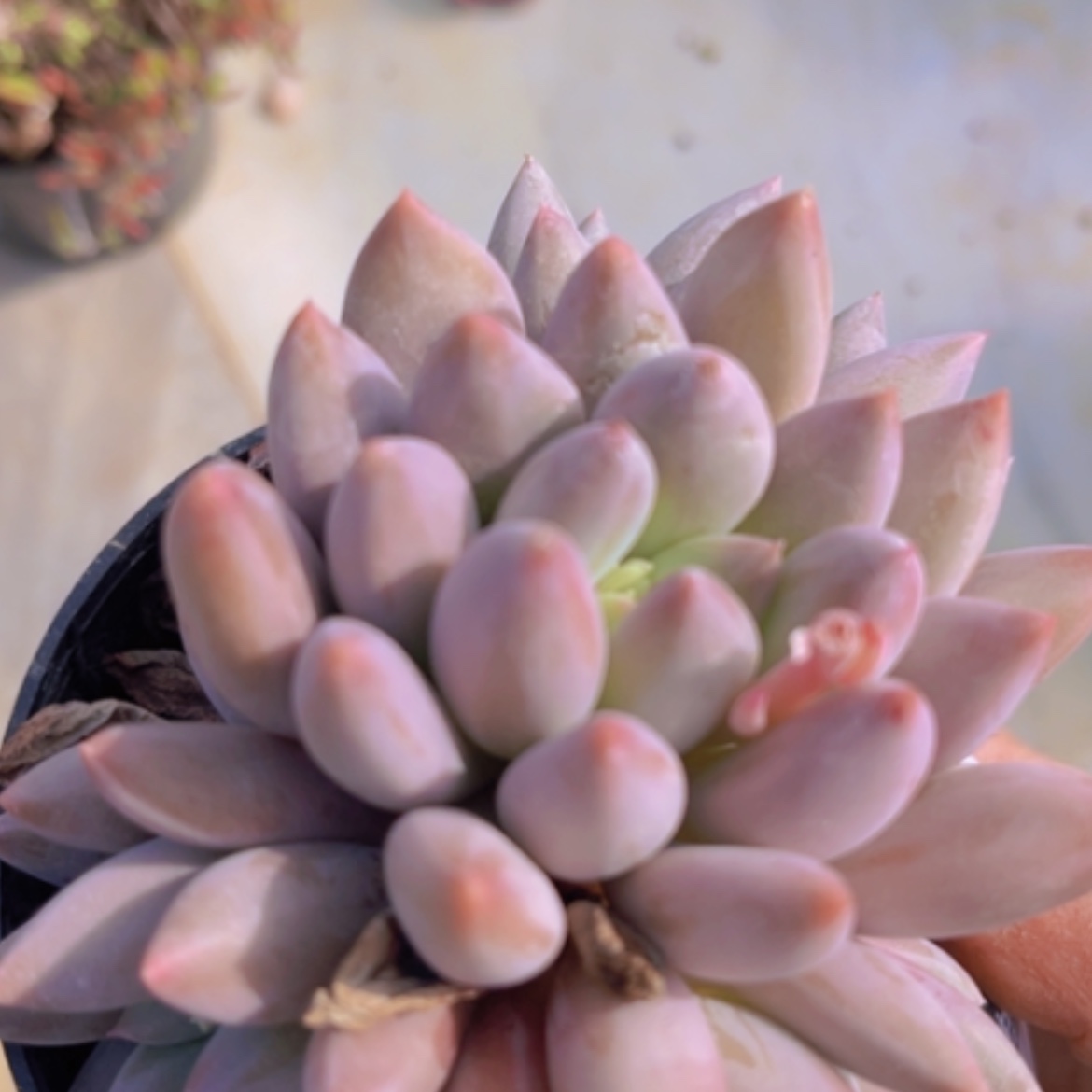 【闪购商品】水晶球20217