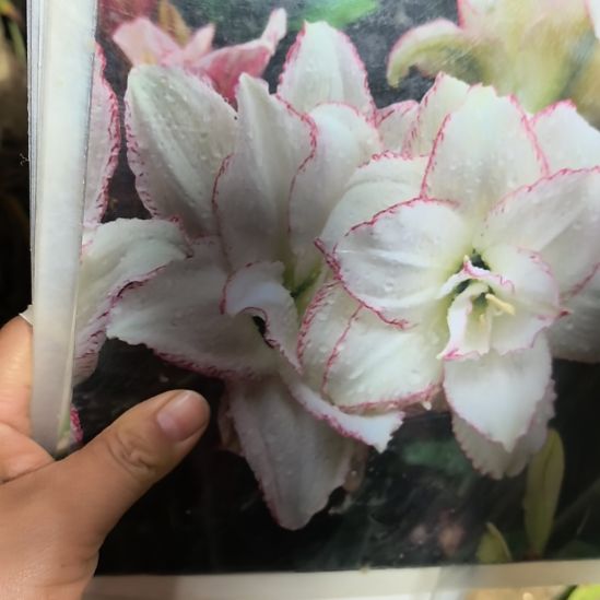 当前无花栽培后可以开花暮雪花苗