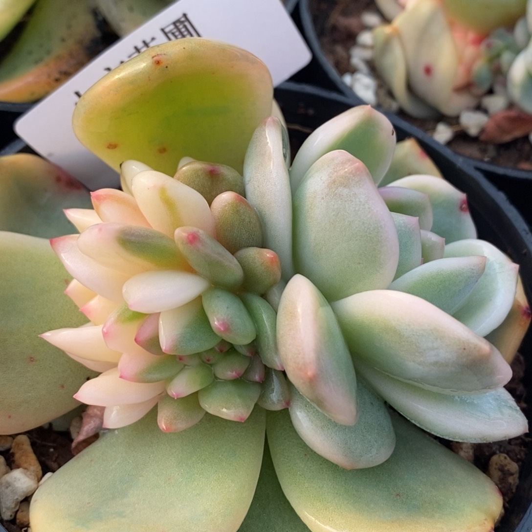 144梦露锦 小方花圃一物一拍