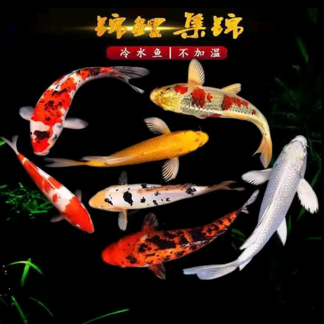 （蓝牌600-700号直播间一组一拍）尺寸15-20公分冷水锦鲤观赏鱼包邮