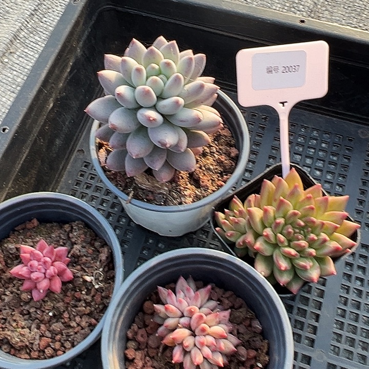 佑***  框拍       20037号