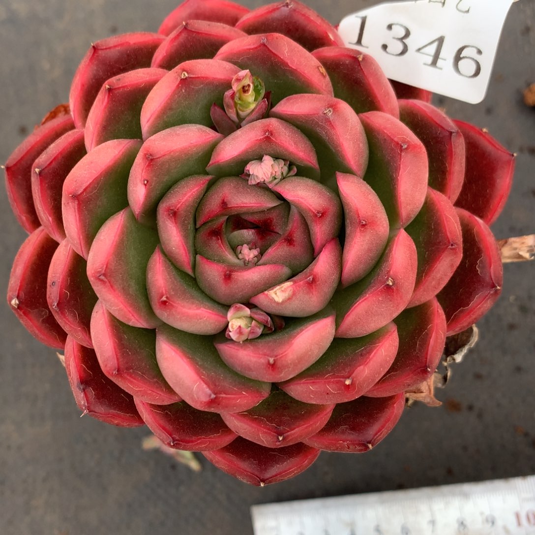 1346杂交精品基地9厘米