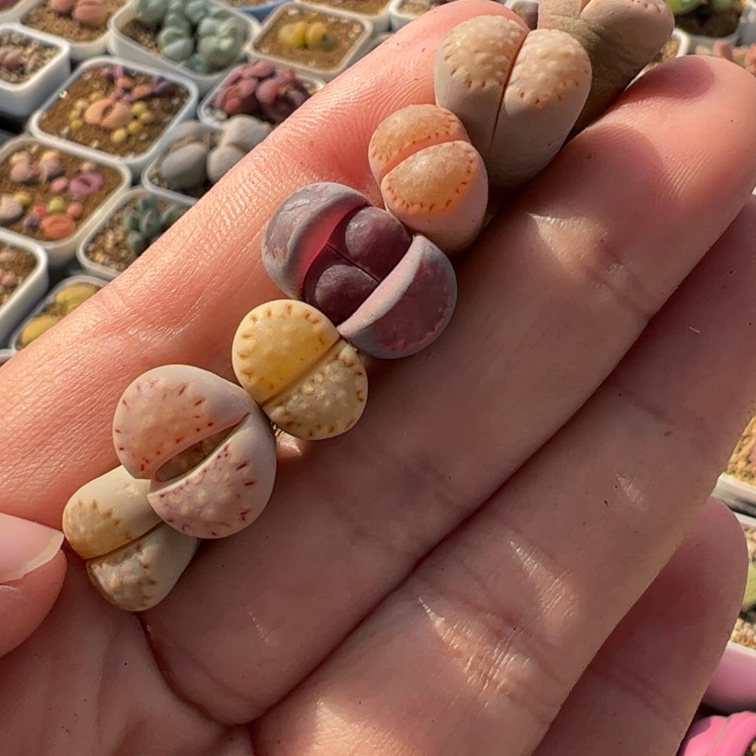 521多肉植物百科