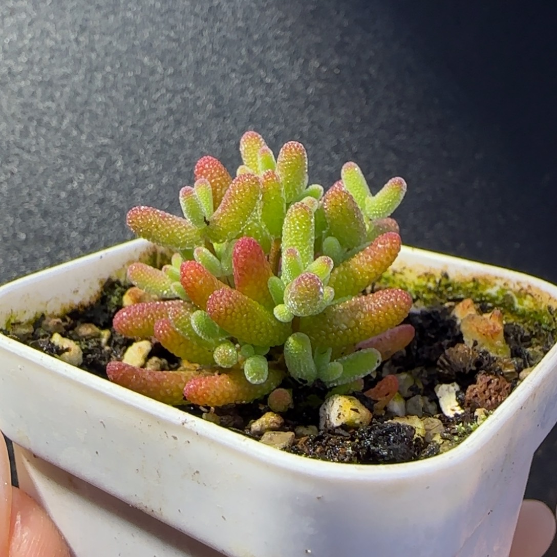 dy1052实生橘子糖