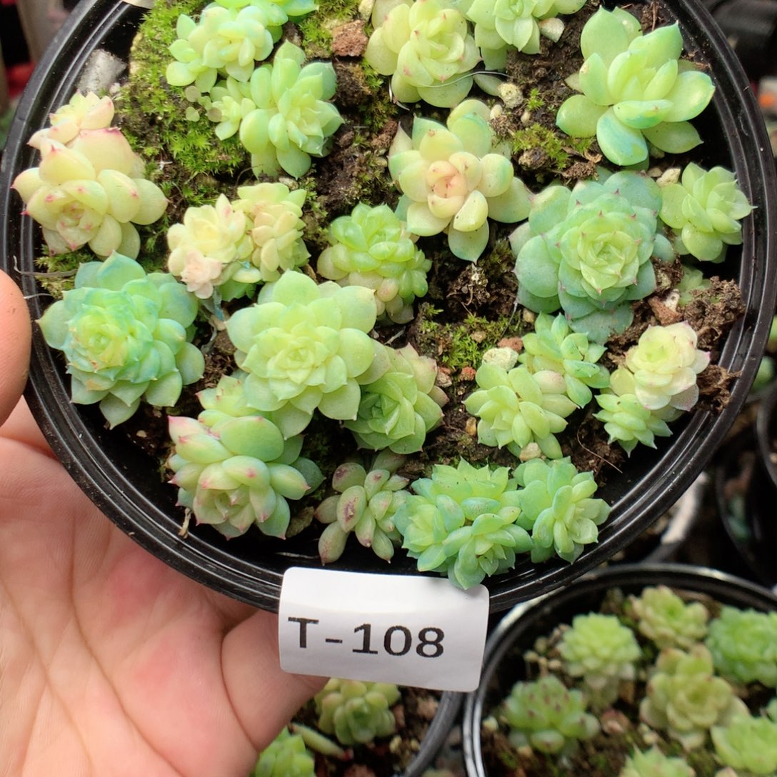无花朵T108英语英语