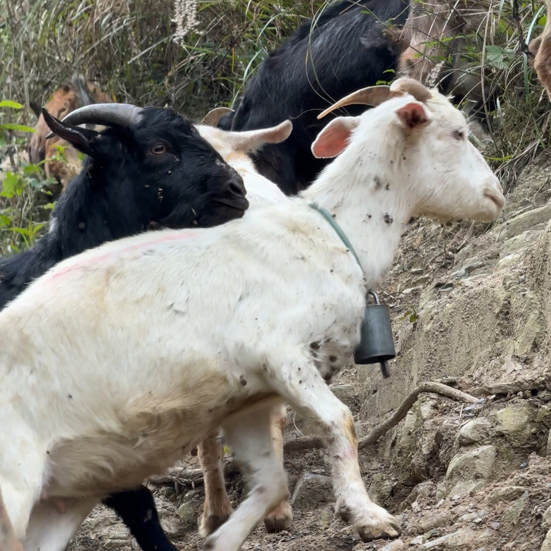 【带皮羊排】鲜宰现称农家跑山羊整羊现场切块80%腿排顺丰发货5斤