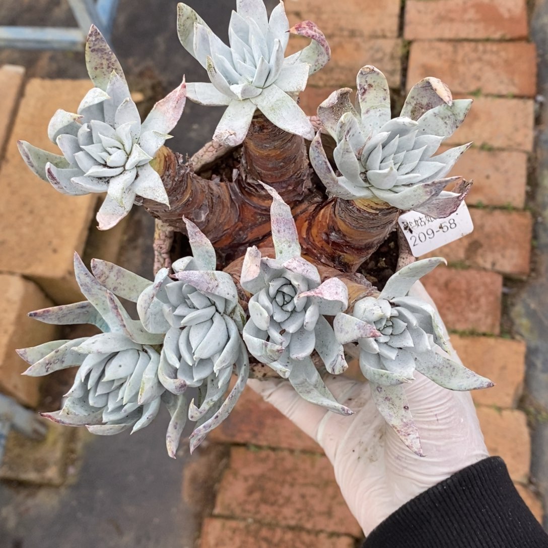 58号苹果叶粗腿子