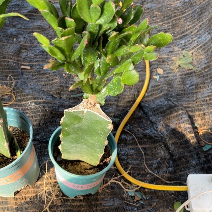 开***，55号红桑巴11111111