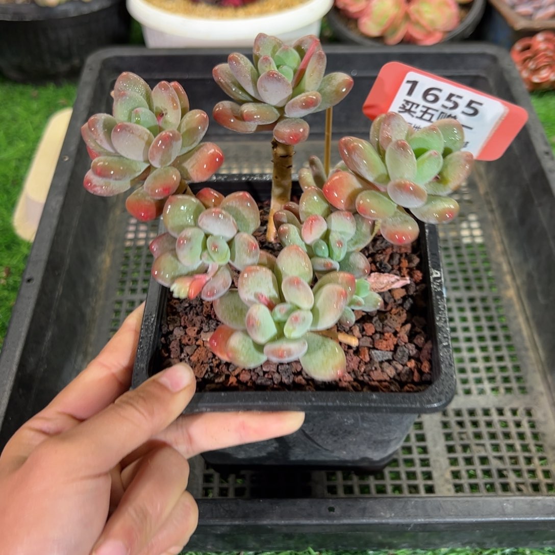 表妹精品多肉1655.