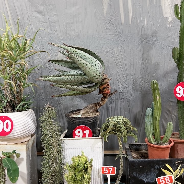 【闪购商品】烟*鬼切芦荟