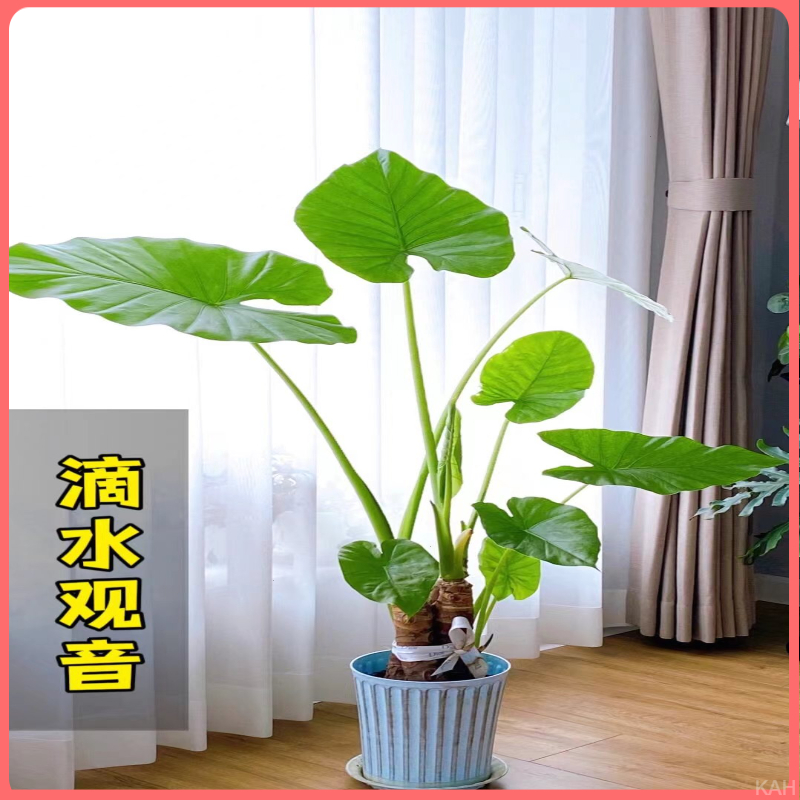 大盆四季常青绿植金钻景观水培栽霸王芋摆件滴水观音植物净化除醛