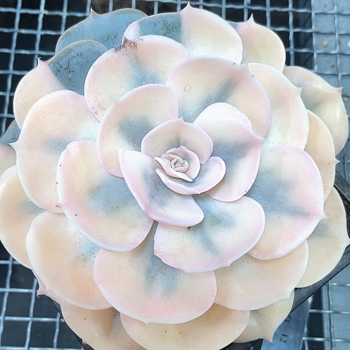 双子座锦多肉植物