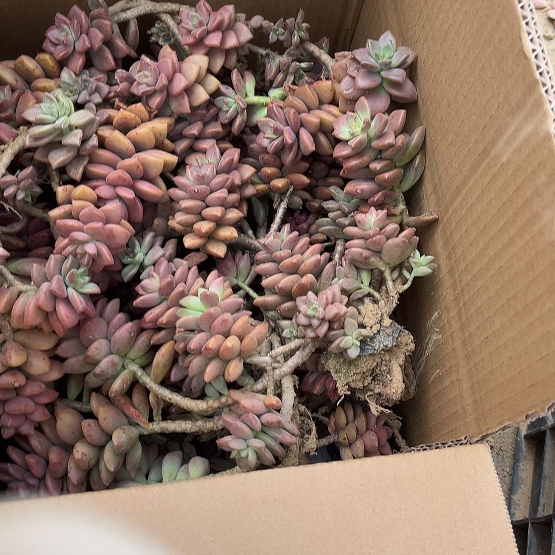 玲***儿13号姬龙月断枝断头不售后