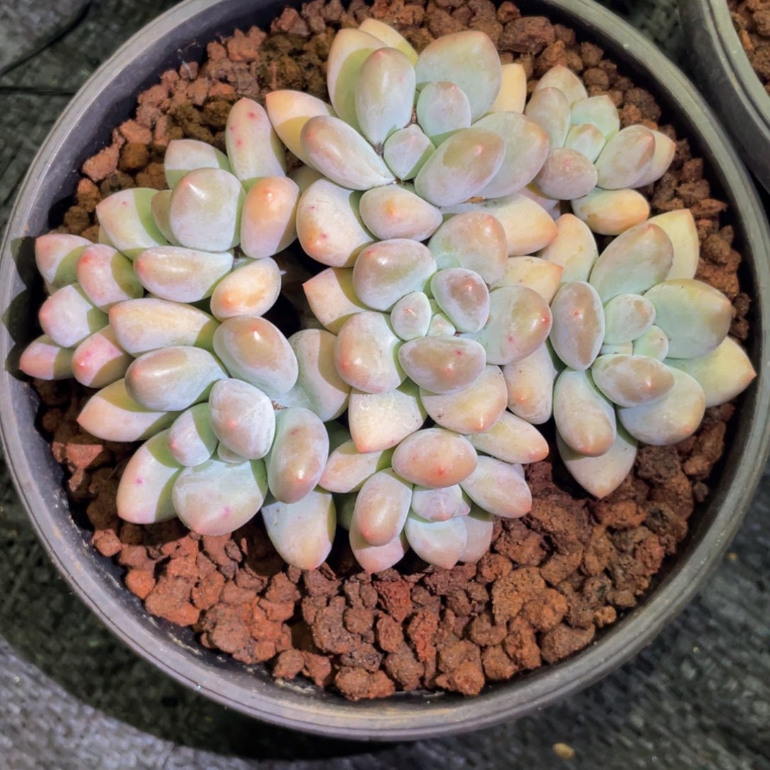 小***️多肉植物盆栽多肉植物