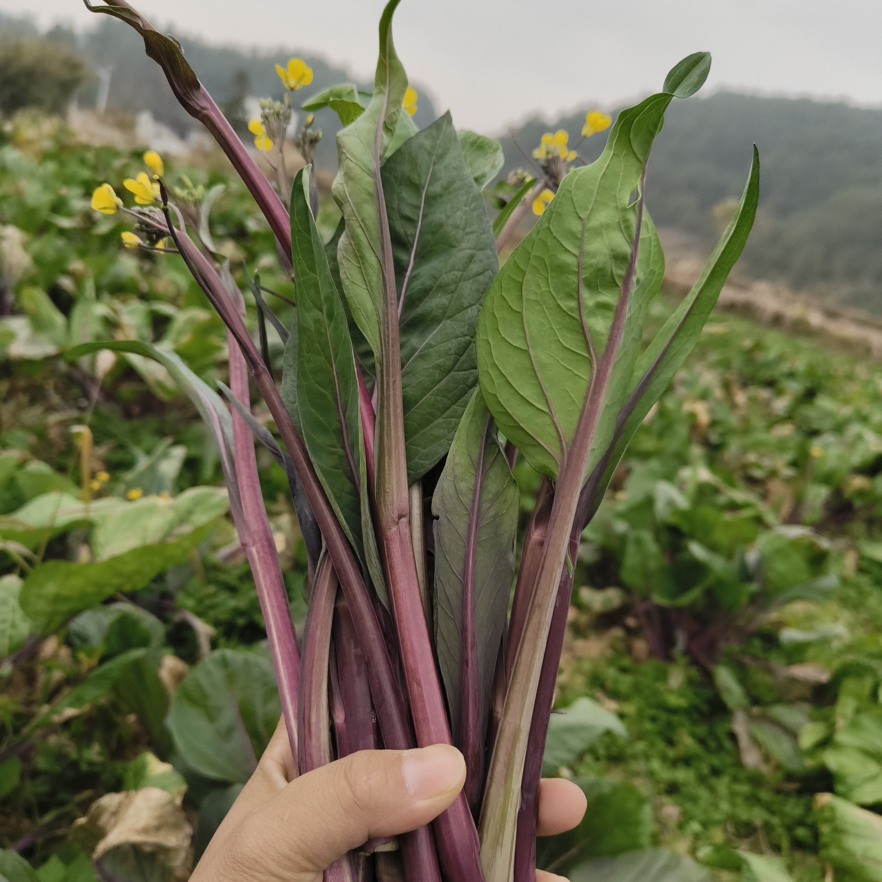 农民自种红菜苔高山露天种植新鲜蔬菜火锅菜现采现发当季菜