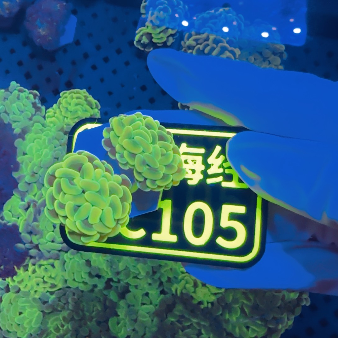 强***哥纽扣珊瑚晓晓不包邮分支榔头C105