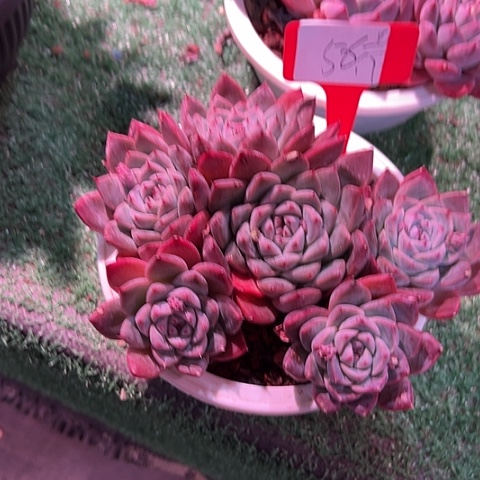 *****56佳人带盆一个多肉