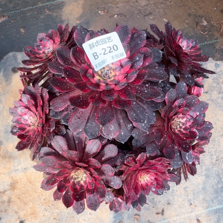 不***?220烟花多肉法师福利不包损