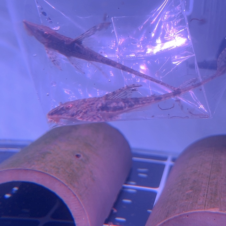 清道夫鱼23-020皇冠直升机和黑魔神直升机各一条尺寸9+