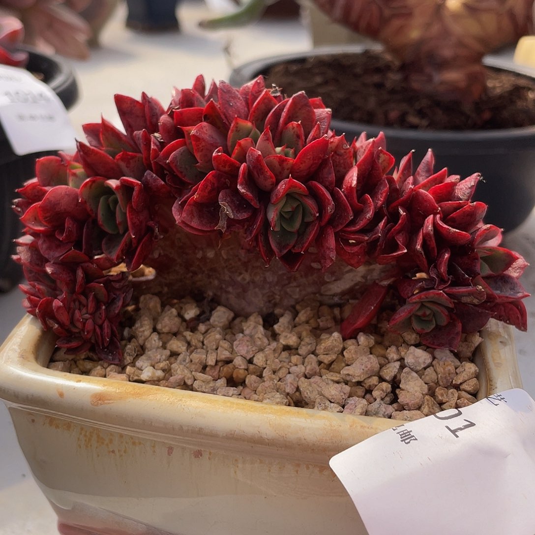 斗牛士缀01多肉多肉