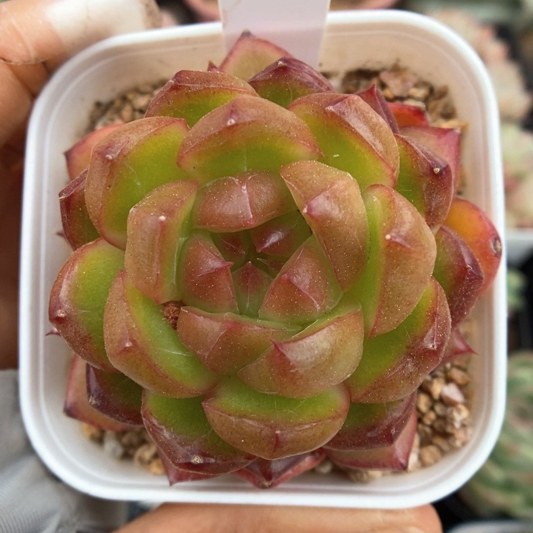 糖果珍妮可拍713号。 